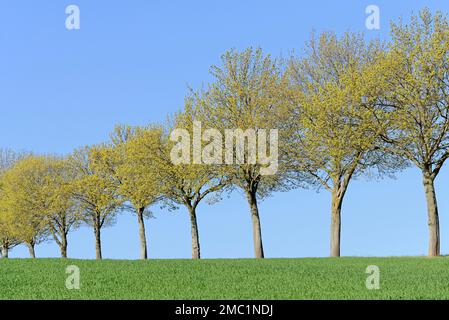 Ahorn (Acer), Baumreihe in einem Getreidefeld, blauer Himmel, Nordrhein-Westfalen, Deutschland Stockfoto