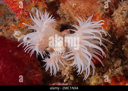 Tigeranemone, Gorgonian Wrapper (Nemanthus annamensis), Aliwal Shoal Tauchplatz, Umkomaas, KwaZulu Natal, Südafrika Stockfoto