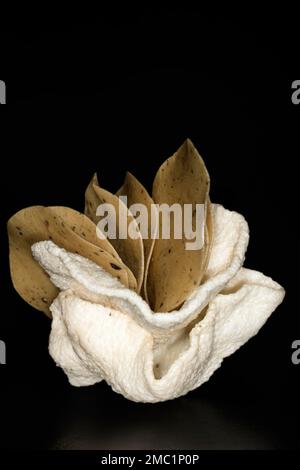 Rohe und gebratene Reiscracker, Khichia Masala Papad, Lebensmittelfotografie im Studio mit schwarzem Hintergrund rund Stockfoto