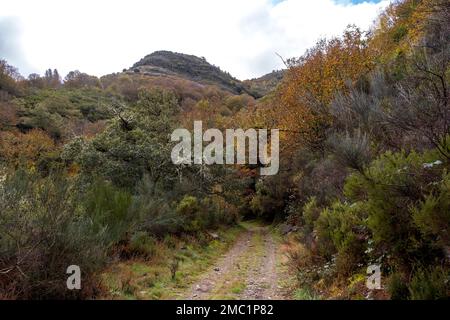 Einheimische Waldmasse in den Bergen von Serra do Courel, Galicien, Spanien. Herbstlandschaft Stockfoto