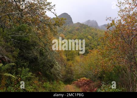 Einheimische Waldmasse in den Bergen von Serra do Courel, Galicien, Spanien. Herbstlandschaft Stockfoto