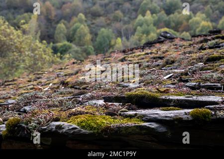 Altes traditionelles Schieferdach mit Moos und anderen Pflanzen in Serra do Courel, Lugo, Spanien Stockfoto