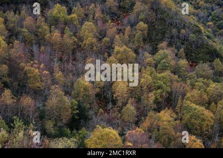 Der Baumbestand der weißen Birke (Betula pubescens) mit goldenem Herbstlaub Stockfoto