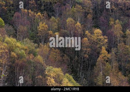 Weißbirke (Betula pubescens) mit goldenem Herbstlaub Stockfoto