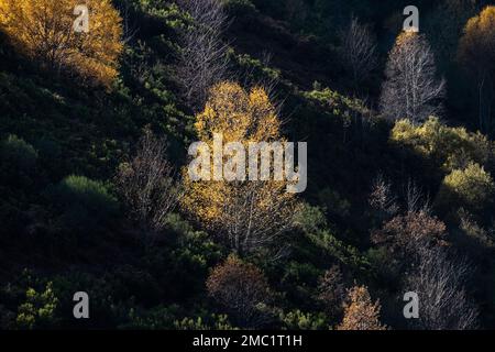 Europäische Weißbirke (Betula pubescens) mit herbstgoldenem Laub Stockfoto