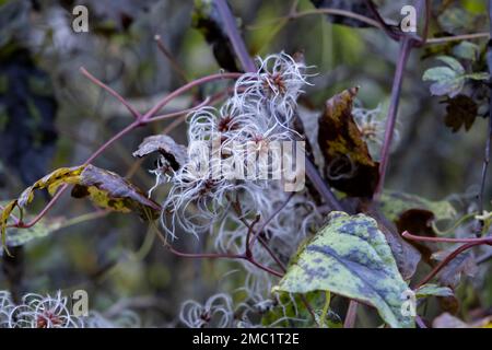 Altenbart (Clematis vitalba) Früchte mit seidigen Anhängseln Stockfoto