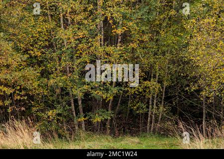 Europäische weiße Birke (Betula pubescens) Bäume mit herbstlich goldenem Laub Stockfoto