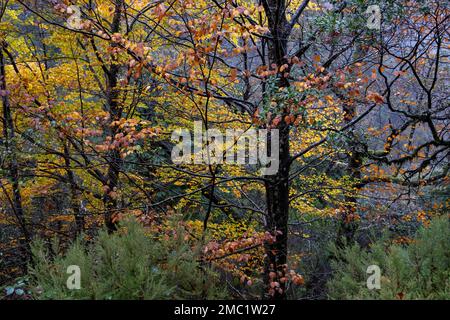 Laubbäume von Fagus sylvatica (Europäische Buche) in herbstlichen gemäßigten Laubbbläschen und Mischwäldern. Peneda-Geres-Nationalpark, Portugal Stockfoto