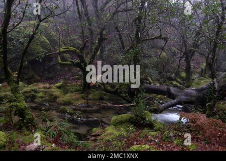 Mossiger Laubwald und gemischter Wald im Peneda-Gerês-Nationalpark, Portugal Stockfoto