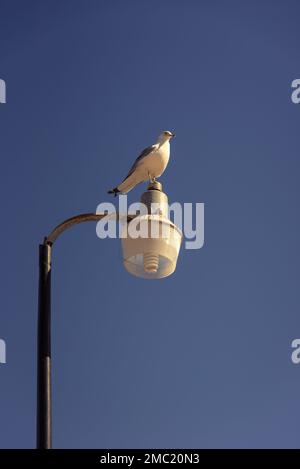 Eine Möwe (Lars argentatus) sitzt auf einer Außenmastleuchte in San Carlos, Sonora, Mexiko. Stockfoto