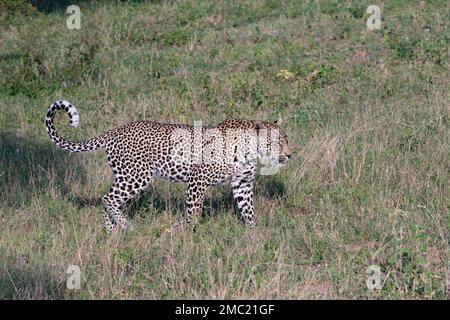 Männlicher Leopard, der durch die Grassavanne im Kruger-Nationalpark in Südafrika läuft Stockfoto