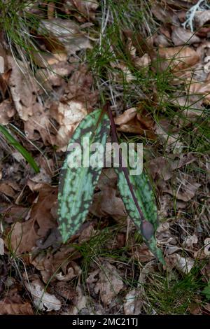 Hahnenzahnviolett (Erythronium dens-canis) gefleckte Blätter Stockfoto