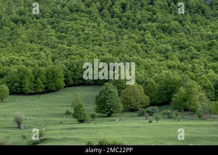 Grüner Buchenwald (Fagus sylvatica) im Frühjahr Stockfoto