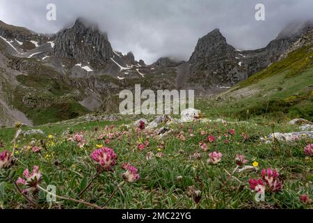 Frühlingsblumen (Anthyllis Vulneraria) im Mampodre-Massiv, Leon, Spanien Stockfoto