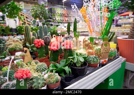 Eine Auswahl an Kakteen und Sukkulenten im Innenbereich in einem Blumenladen. Selektiver Fokus Stockfoto