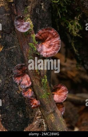 Brackelpilz am Baum in Borneo Stockfoto