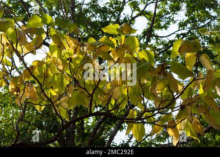 Corylus avellana gelbe Haselblätter im Herbst mit horizontalem Sonnenlicht Stockfoto