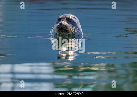 Harbor Seal, Phoca vitulina, wartet in der Charleston Marina an der Küste von Oregon, USA, auf geworfene Fischteile Stockfoto