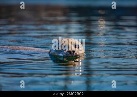 Harbor Seal, Phoca vitulina, wartet in der Charleston Marina an der Küste von Oregon, USA, auf geworfene Fischteile Stockfoto