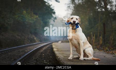 Einsamer Hund, der auf dem Bahnsteig wartet. Süßer labrador Retriever, der die Leine im Mund hält. Stockfoto