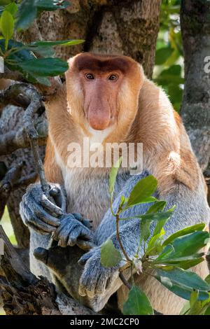 Proboscis Monkey Male (Nasalis larvatus) Stockfoto