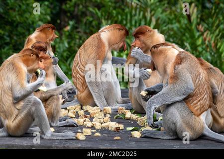 Fütterung von Proboscis-Affen (Nasalis larvatus) Stockfoto