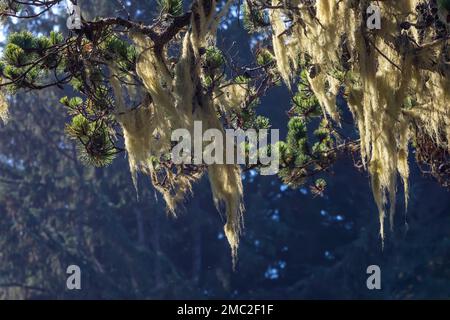 Shore Pine, eine Küstenversion von Lodgepole Pine, mit Flechten an der Küste Oregons, USA Stockfoto