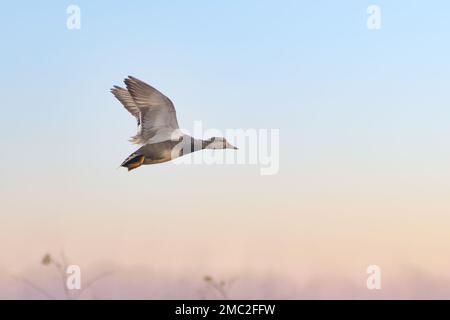 Nahaufnahme eines männlichen Gadwall-Enten, der am frühen Morgen am blauen Himmel fliegt Stockfoto