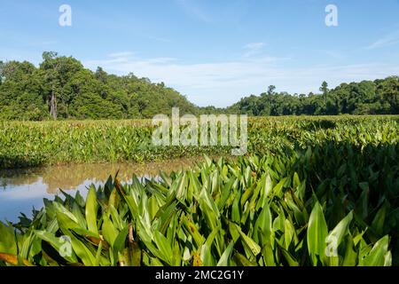 Der Ochsenbogen-See ist überwuchert mit Wasserhyazinthen, Kinabatangan, Borneo Stockfoto