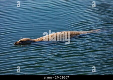 Harbor Seal, Phoca vitulina, wartet in der Charleston Marina an der Küste von Oregon, USA, auf geworfene Fischteile Stockfoto