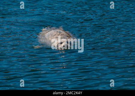 Harbor Seal, Phoca vitulina, wartet in der Charleston Marina an der Küste von Oregon, USA, auf geworfene Fischteile Stockfoto