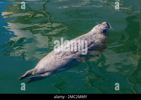 Harbor Seal, Phoca vitulina, wartet in der Charleston Marina an der Küste von Oregon, USA, auf geworfene Fischteile Stockfoto