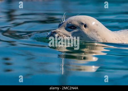 Harbor Seal, Phoca vitulina, wartet in der Charleston Marina an der Küste von Oregon, USA, auf geworfene Fischteile Stockfoto