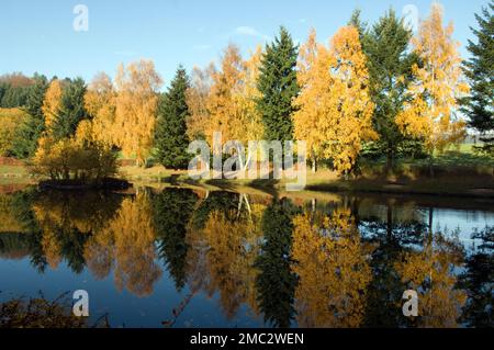 Herbstimpression Stockfoto