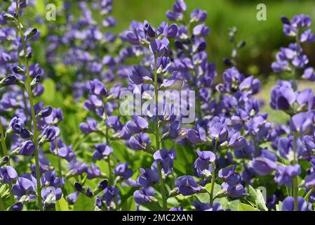Faerberhuelse, Baptizia tinctoria, ist eine wichtige Heilpflanze mit blauen Blueten und wird viel in der Medizin verwendet. Sie sind eine Staude und ge