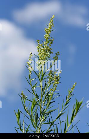 Estragon, Artemisia Dracunculus, ist eine wichtige Heil- und Krauterpflanze. Estragon, Artemisia Dracunculus, ist ein wichtiger Medizin- und Kräuterplan Stockfoto