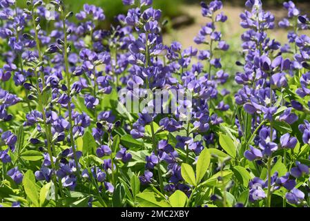 Faerberhuelse, Baptizia tinctoria, ist eine wichtige Heilpflanze mit blauen Blueten und wird viel in der Medizin verwendet. Sie sind eine Staude und ge