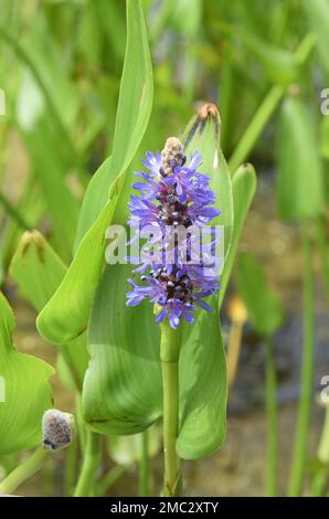 Hechtkraut, Pontederia cordata, ist eine Wasserpflanze mit blauem Blauen. Pikesweed, Pontederia cordata, ist eine Wasserpflanze mit blauen Blüten. Stockfoto