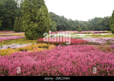 Heidepark in Schnevedingen bietet ein Bluetenmeer von verschiedenen Erikapflanzen. Die Heide in Schnevingen bietet ein Meer von Blüten aus verschiedenen Heidekraut Stockfoto