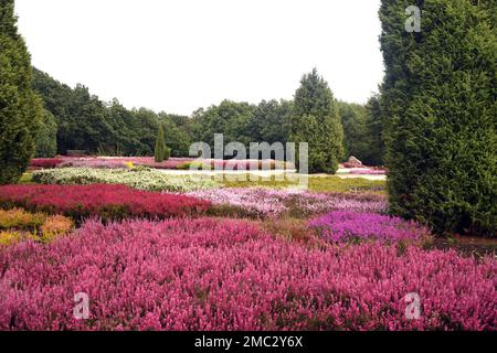 Heidepark in Schnevedingen bietet ein Bluetenmeer von verschiedenen Erikapflanzen. Die Heide in Schnevingen bietet ein Meer von Blüten aus verschiedenen Heidekraut Stockfoto