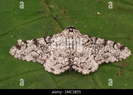 Detaillierte Nahaufnahme der weißen Form der pfeffrigen Geometermotte, Biston betularia, mit gespreizten Flügeln auf einem grünen Blatt im Garten Stockfoto