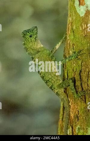 Borneo Anglehead Lizard oder Forest Dragon (Gonocephalus borneensis) Kletterarm, Danum Valley, Borneo Stockfoto