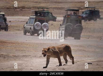 24. September 2022, Tansania, Nyabogati: Eine Löwin (Panthera leo) läuft vorbei an wartenden Safari-Jeeps über eine Straße zu ihren Jungen im Serengeti-Nationalpark. Der Park im Norden des Landes ist einer der bekanntesten und größten Nationalparks der Welt und gehört zum UNESCO-Weltkulturerbe. Foto: Soeren Stache/dpa Stockfoto