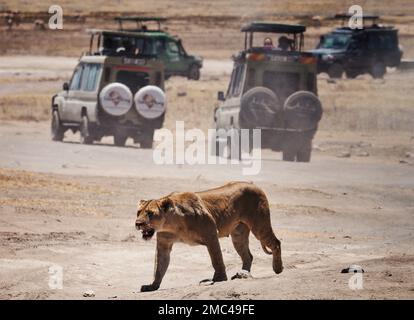 24. September 2022, Tansania, Nyabogati: Eine Löwin (Panthera leo) läuft vorbei an wartenden Safari-Jeeps über eine Straße zu ihren Jungen im Serengeti-Nationalpark. Der Park im Norden des Landes ist einer der bekanntesten und größten Nationalparks der Welt und gehört zum UNESCO-Weltkulturerbe. Foto: Soeren Stache/dpa Stockfoto