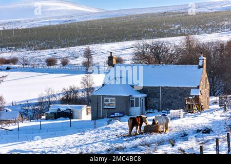 Tomintoul Moray Scotland Glenlivet Estate Winter mit Pferden und schneebedeckten Häusern und Hügeln im Januar Stockfoto