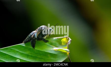 Raupenziegenbiene (Xylocopa latipes) Stockfoto