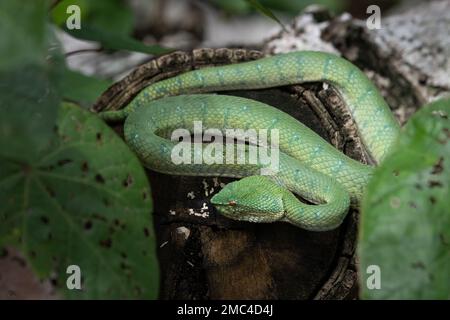 Green Pit Viper (Trimeresurus macrops), Malaysia Stockfoto