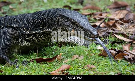 Asiatischer Wasser-Waran (Varanus Salvator) Stockfoto