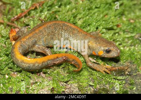 Detaillierte Nahaufnahme eines abnormalen orangefarbenen Chinesischen Chuxiong-Feuerbauch oder blauen - Schwanzfeuer-Bauch-Molch, Cynops cyanurus, der auf grünem Moos sitzt Stockfoto