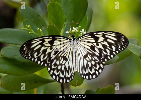 Große Baumnymphe (Idea leuconoe), die sich von Blumen ernähren Stockfoto